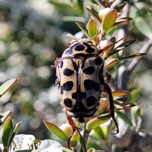 Neorrhina punctata at Coree, ACT - 3 Jan 2022