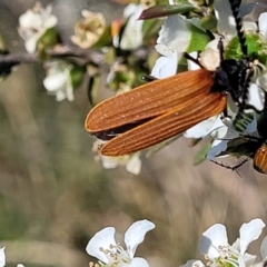 Porrostoma sp. (genus) (Lycid, Net-winged beetle) at Coree, ACT - 3 Jan 2022 by trevorpreston