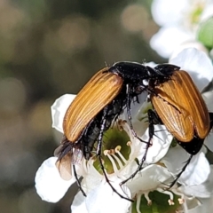 Phyllotocus rufipennis (Nectar scarab) at Coree, ACT - 2 Jan 2022 by tpreston