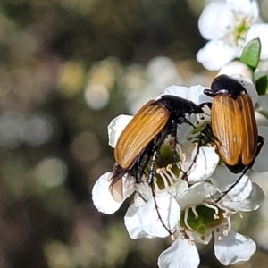 Phyllotocus rufipennis at Coree, ACT - 3 Jan 2022