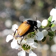 Phyllotocus rufipennis at Coree, ACT - 3 Jan 2022