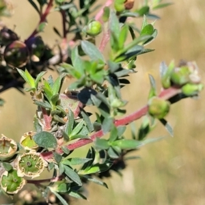 Leptospermum lanigerum at Coree, ACT - 3 Jan 2022