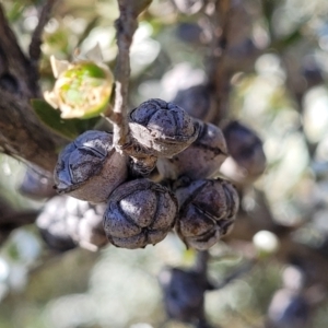 Leptospermum lanigerum at Coree, ACT - 3 Jan 2022