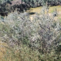 Leptospermum lanigerum at Coree, ACT - 3 Jan 2022