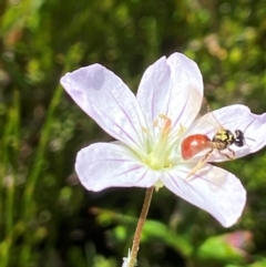 Exoneura sp. (genus) (A reed bee) at Paddys River, ACT - 2 Jan 2022 by AJB