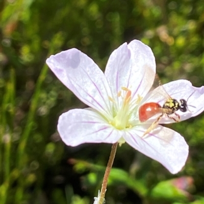 Exoneura sp. (genus) (A reed bee) at Paddys River, ACT - 2 Jan 2022 by AJB