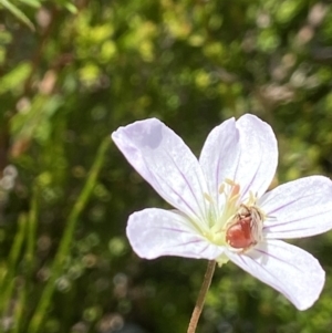 Exoneura sp. (genus) at Paddys River, ACT - suppressed