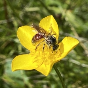 Lasioglossum (Parasphecodes) sp. (genus & subgenus) at Paddys River, ACT - 2 Jan 2022