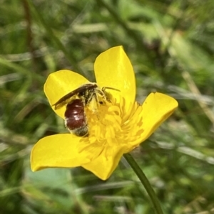 Lasioglossum (Parasphecodes) sp. (genus & subgenus) at Paddys River, ACT - suppressed