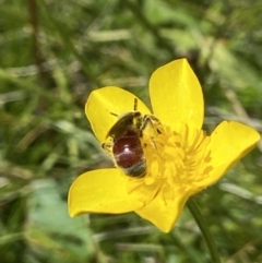 Lasioglossum (Parasphecodes) sp. (genus & subgenus) at Paddys River, ACT - 2 Jan 2022