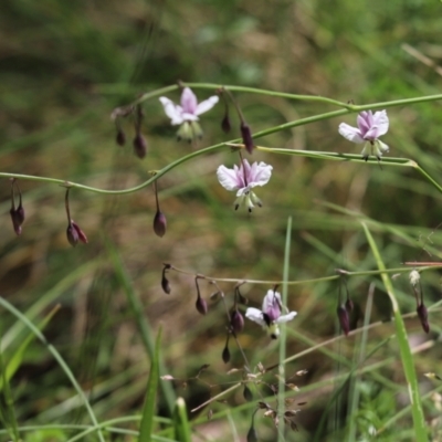Arthropodium milleflorum (Vanilla Lily) at Cotter River, ACT - 1 Jan 2022 by Tammy
