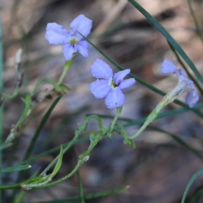 Dampiera stricta (Blue Dampiera) at Tura Beach, NSW - 29 Dec 2021 by KylieWaldon