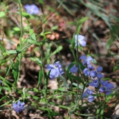 Dampiera stricta at Tura Beach, NSW - 29 Dec 2021 10:01 AM