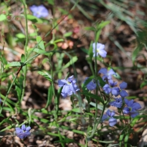Dampiera stricta at Tura Beach, NSW - 29 Dec 2021 10:01 AM