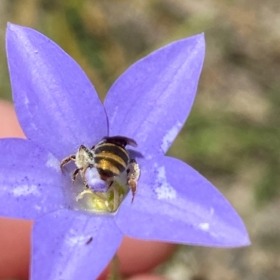 Lipotriches sp. (genus) (Halictid bee) at Fisher, ACT - 3 Jan 2022 by AJB