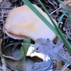 Unidentified Cap on a stem; gills below cap [mushrooms or mushroom-like] at Tura Beach, NSW - 28 Dec 2021 by KylieWaldon