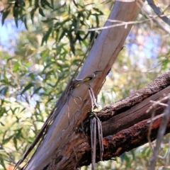 Phylidonyris pyrrhopterus (Crescent Honeyeater) at Tura Beach, NSW - 29 Dec 2021 by KylieWaldon