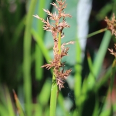 Lepidosperma gladiatum (Coast Sword-sedge) at Tura Beach, NSW - 28 Dec 2021 by KylieWaldon