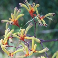 Anigozanthos sp. (Kangaroo Paw) at Tura Beach, NSW - 29 Dec 2021 by KylieWaldon