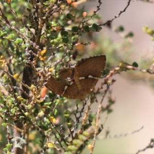 Chrysolarentia leucozona at Cotter River, ACT - 2 Jan 2022