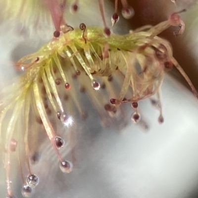 Drosera (genus) (A Sundew) at Stromlo, ACT - 22 Dec 2021 by AJB