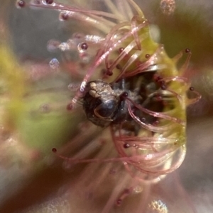 Drosera sp. at Stromlo, ACT - 22 Dec 2021