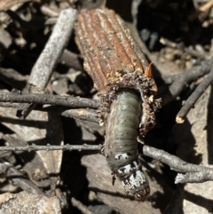 Clania lewinii (Lewin's case moth) at Stromlo, ACT - 22 Dec 2021 by AJB