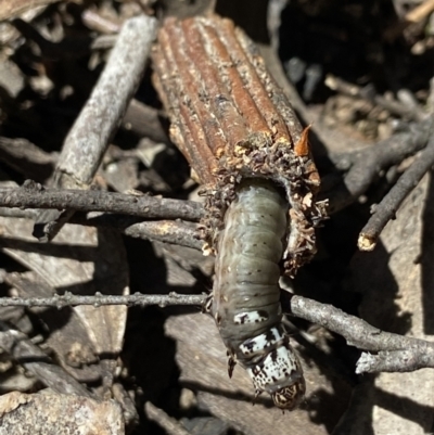 Clania lewinii & similar Casemoths (Parallel stick Case Moths) at Stromlo, ACT - 22 Dec 2021 by AJB