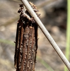 Clania lewinii & similar Casemoths at Stromlo, ACT - 22 Dec 2021