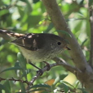 Acanthiza pusilla at Cotter River, ACT - 2 Jan 2022 10:41 AM