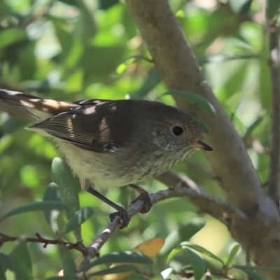 Acanthiza pusilla (Brown Thornbill) at Cotter River, ACT - 1 Jan 2022 by Tammy