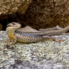 Eulamprus heatwolei (Yellow-bellied Water Skink) at Tidbinbilla Nature Reserve - 2 Jan 2022 by AndrewCB