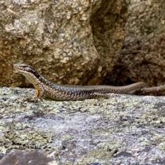 Eulamprus heatwolei at Paddys River, ACT - 2 Jan 2022 04:01 PM