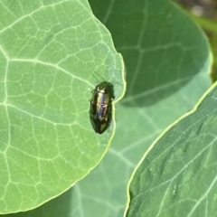 Melobasis purpurascens (A jewel beetle) at O'Connor, ACT - 3 Jan 2022 by AndrewCB