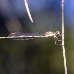 Austrolestes leda at Kaleen, ACT - 30 Dec 2021