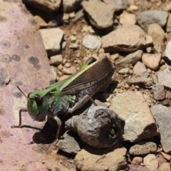 Cryptobothrus chrysophorus (Golden Bandwing) at Cotter River, ACT - 2 Jan 2022 by Tammy