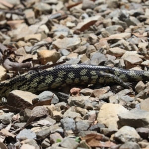 Tiliqua nigrolutea at Brindabella, NSW - 2 Jan 2022 12:02 PM