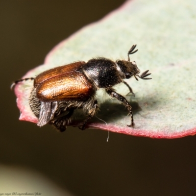 Heteronyx dimidiatus (Dimidiatus scarab beetle) at Forde, ACT - 2 Jan 2022 by Roger