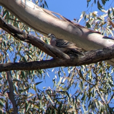 Phaps chalcoptera (Common Bronzewing) at Holbrook, NSW - 2 Jan 2022 by Darcy