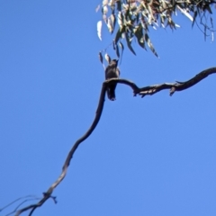 Artamus cyanopterus (Dusky Woodswallow) at Holbrook, NSW - 3 Jan 2022 by Darcy