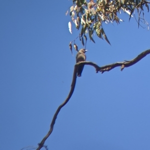 Artamus cyanopterus at Holbrook, NSW - 3 Jan 2022