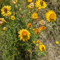 Xerochrysum viscosum (Sticky Everlasting) at Holbrook, NSW - 2 Jan 2022 by Darcy