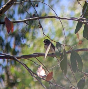 Rhipidura albiscapa at Holbrook, NSW - 3 Jan 2022