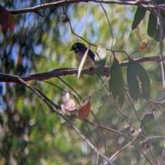 Rhipidura albiscapa at Holbrook, NSW - 3 Jan 2022