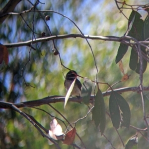Rhipidura albiscapa at Holbrook, NSW - 3 Jan 2022