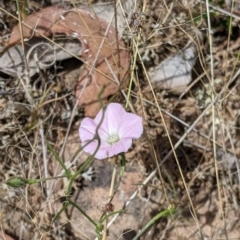 Convolvulus angustissimus subsp. angustissimus (Australian Bindweed) at Holbrook, NSW - 3 Jan 2022 by Darcy