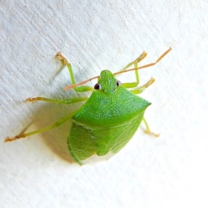 Cuspicona simplex at Crooked Corner, NSW - 3 Jan 2022 06:09 AM