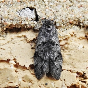 Oecophoridae (family) at Wanniassa, ACT - 3 Jan 2022 05:32 PM