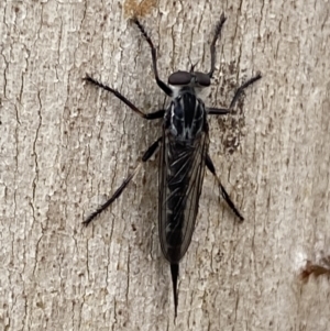 Cerdistus sp. (genus) at Jerrabomberra, NSW - 3 Jan 2022