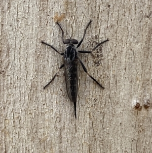 Cerdistus sp. (genus) at Jerrabomberra, NSW - 3 Jan 2022